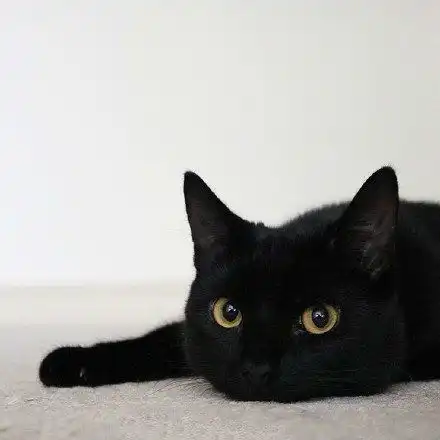 神秘又可爱的黑猫图片大全2017捏捏你的耳朵