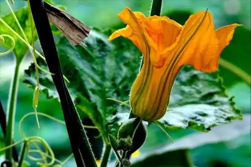 一清热,二润肠,三抗氧化,四抗菌消炎,6月这菜使劲吃,正当季南瓜青椒大蒜淀粉生姜五花肉十大硬菜网易订阅