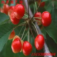 黄页88网