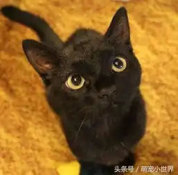 夫妻捡回被遗弃灰色小猫,长大后颜色开始变成黑色成最霸气猫皇