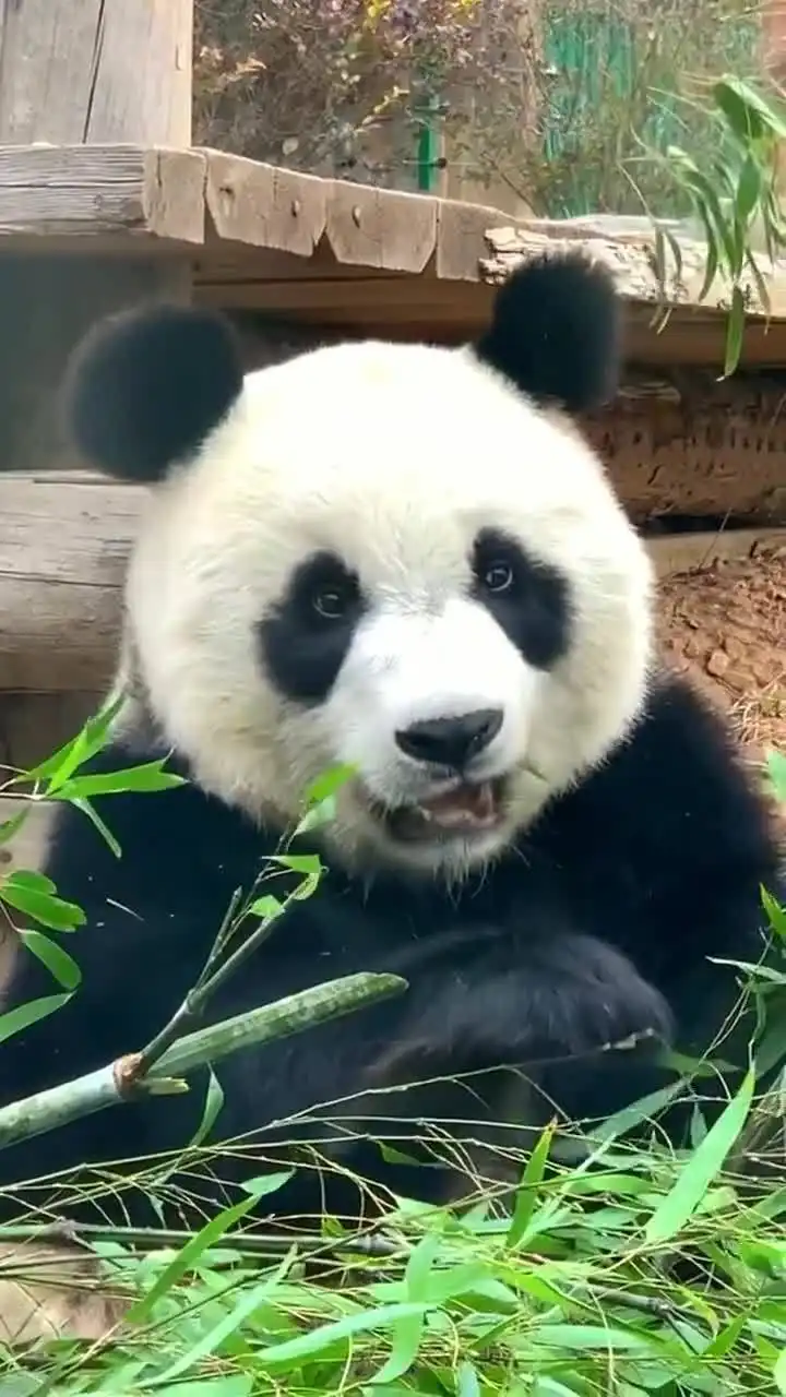 第一次见这么肥美的大熊猫华丽熊猫身材圆润,奶爸实力护犊,萌宠界的模范组合