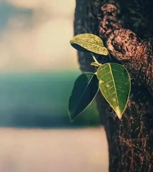 在乎你的,加倍在乎冷落你的,不屑一顾搜狐娱乐搜狐网