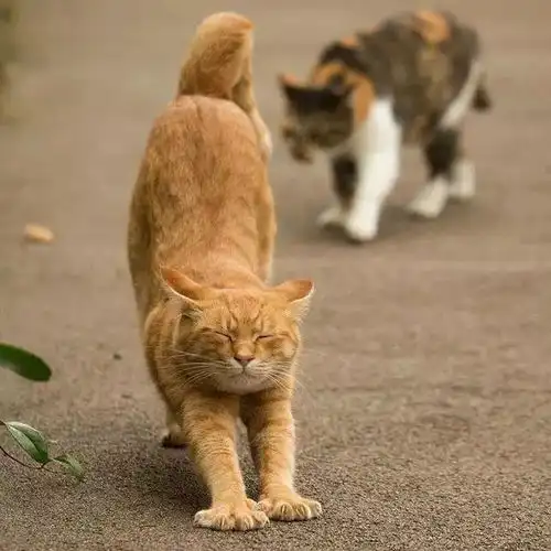 路上的街猫,尽情地晒太阳伸懒腰,享受