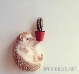 暖心萌宠之小刺猬的小世界