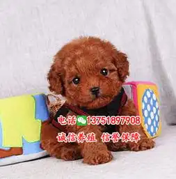 东莞哪有卖泰迪,在东莞泰迪卖多少钱一只