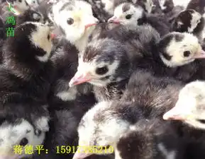 汕尾火鸡苗图片,汕尾火鸡苗高清图片广东风云岭珍禽种苗繁育基地,中国制造网