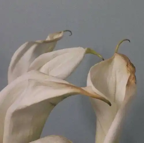 分享一组白底简约风手机桌面锁屏壁纸,关注分享更多喔