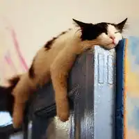 猫咪主人头像微信头像图片大全
