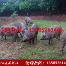 江苏生态黑猪养殖场