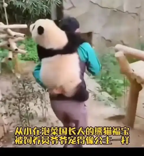可爱的国宝大熊猫图片