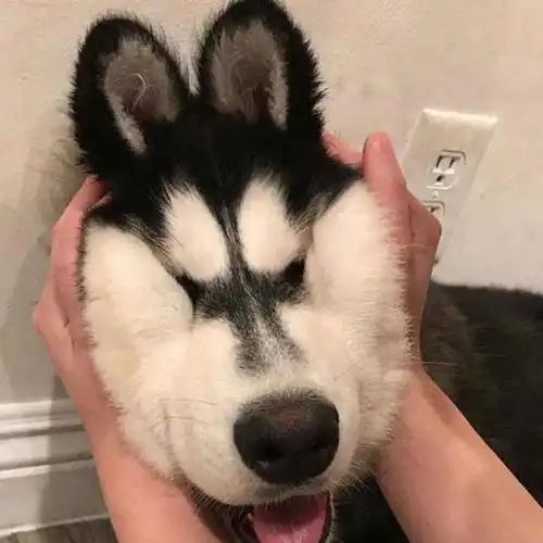 有哪些可爱的萌宠头像