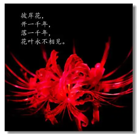 测试一个超长简介的文章