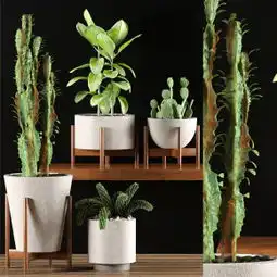 现代仙人掌绿植盆栽组合3d模型