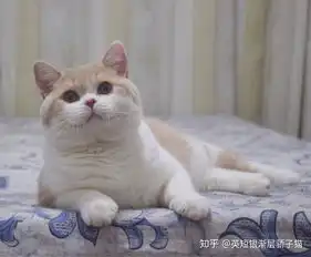 请问猫舍一般是如何进行消毒的