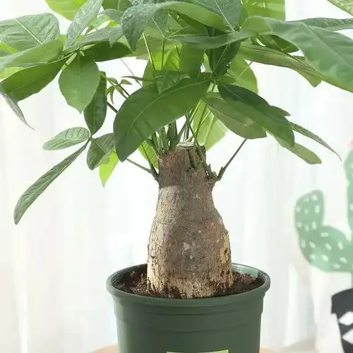 别傻傻的买绿萝真正对身体有益的是这些盆栽,不仅驱蚊还吸甲醛