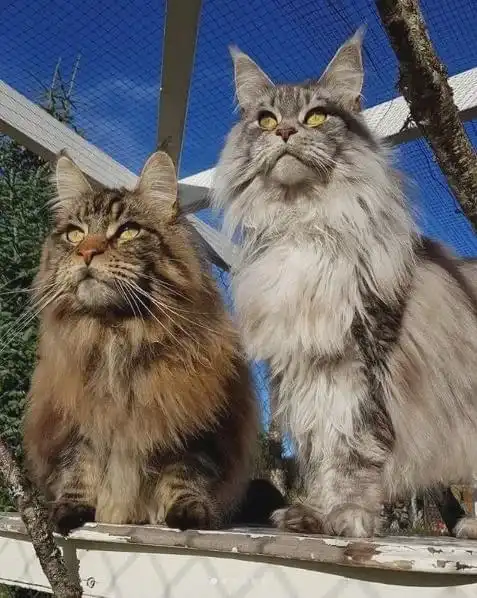一组大体型猫咪图片缅因猫霸气,布偶猫可爱,麻烦帮我打包