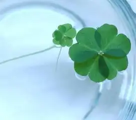 我想知道四叶草是什么样,哪里有