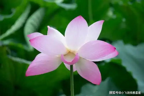 9月开始迎来大好运势,财来运转,富贵吉祥的四大属相