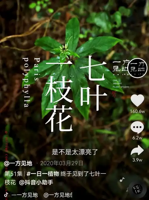 香蕉为什么向上生长她在抖音为440万人科普植物的奥秘