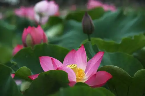 文山普者黑荷花绽放,引来云南发布关注
