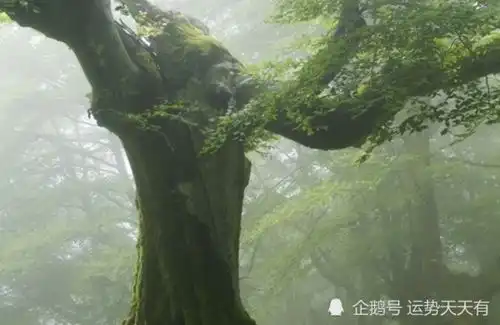 12月上旬开始,财运聚八方,运势不错,吉星高照的生肖