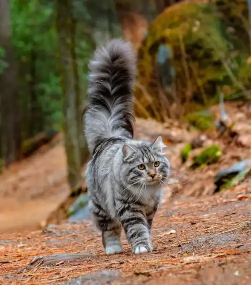 大尾巴西伯利亚森林猫,可萌可霸气,简直是行走的鸡毛掸子啊