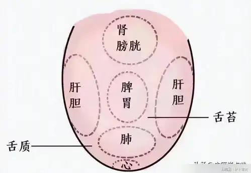 舌头有裂纹,可能不是脾虚,而是这里的问题,快来对照一下