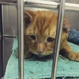 那只世界上最悲伤的猫,现在过得怎么样了呢