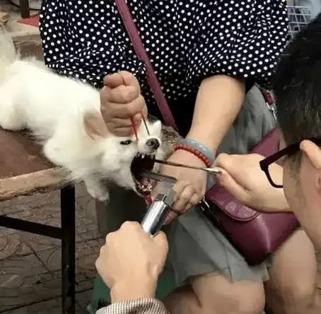 听过宠物美容,那你听说过宠物整容吗