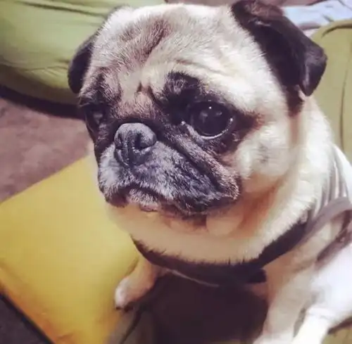 一只似乎怎么也开心不起来的狗子,它咋了