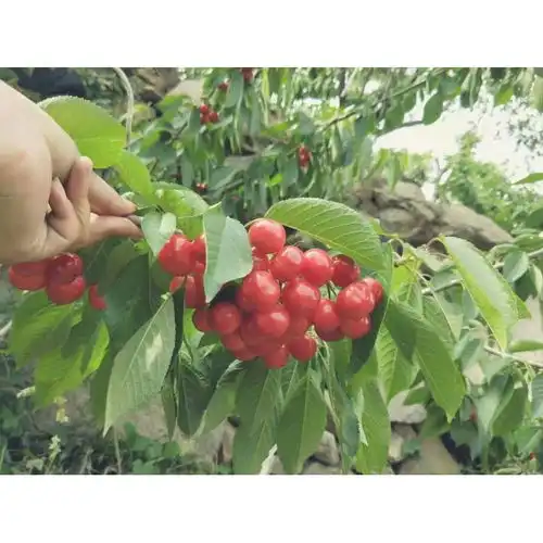 上海樱桃苗销售品种齐全-黄页88网