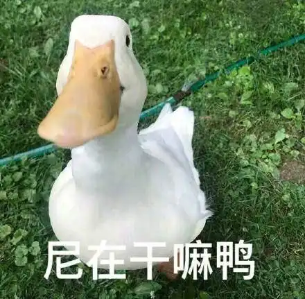 小鸭子表情包今天也要开心鸭今天也要爱我鸭
