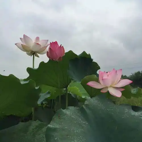 开心农场荷花盛开惊艳来宾你还记得那年夏天的夏雨荷吗