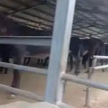 山东肉驴养殖基地驴苗一头价格德州驴涨势快小毛驴出售-黄页88网