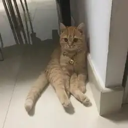 网红橘猫英短红虎斑大眼睛无敌可爱公四个月