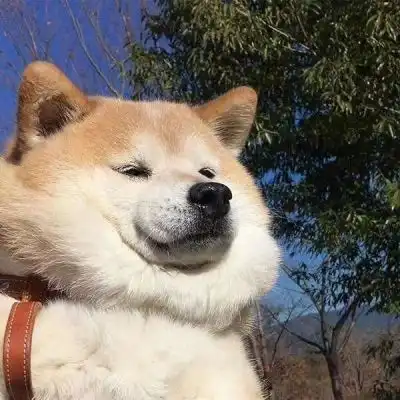 呆萌狗子头像图片可爱