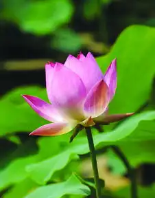 寻访扬城荷花源
