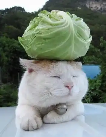 初代宠物网红猫叔去世,谢谢你曾治愈了我们