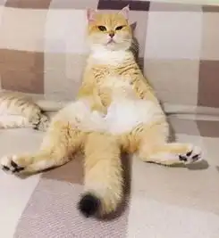 两只猫宝宝调皮不睡觉,猫妈妈好不容易把它们哄睡着后...