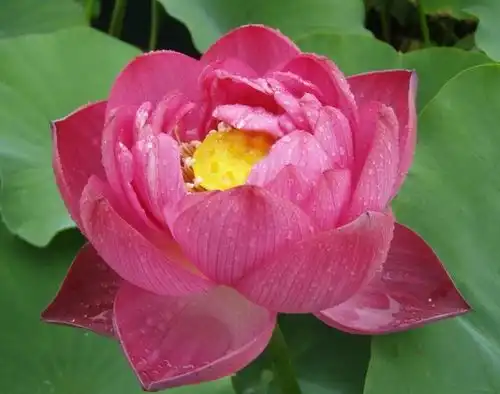 4月底财星入命,福禄双至,财运节节高,聚八方财的生肖