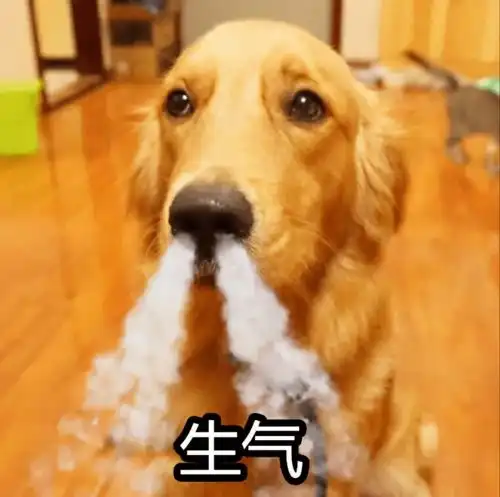狗狗最不喜欢主人做的8种事,看看你踩过多少雷区