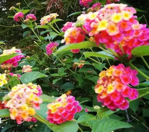 五色梅,一花开多色,一年四季开不断,养在家中太棒了开花