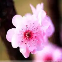 微信植物花花草草高清头像图片微信头像图片大全