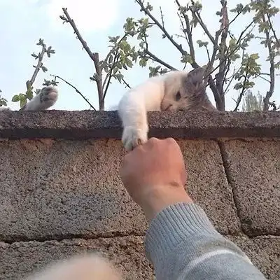 她本来只想救助猫咪,却意外拯救了一个年轻人