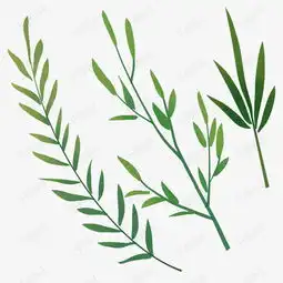 绿植手绘水彩植物叶子图案素材图片免费下载高清psd千库网图片编号10061228