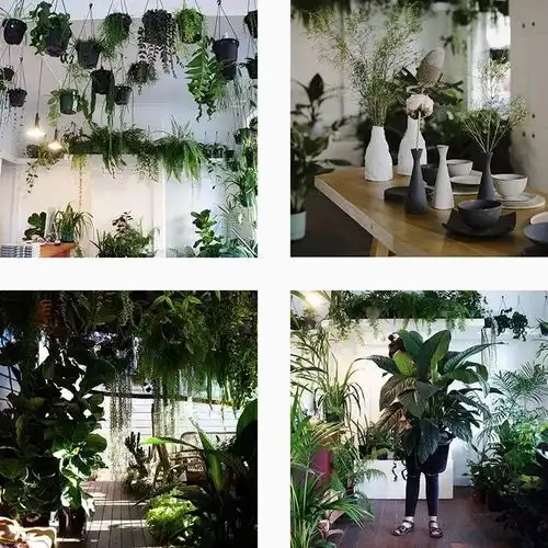 绿植控把家变成一个小森林吧