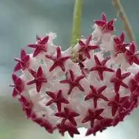 花的头像微信头像图片微信头像图片大全