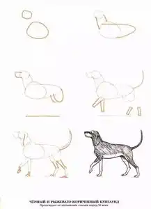 2步搞定素描狗狗,还额外附赠50只狗狗的画法