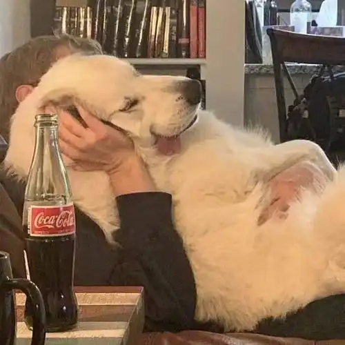 为你介绍警犬的培养与训练