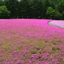 青州市卉源花卉苗木园艺场